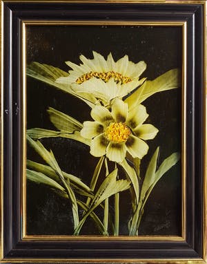 Ans Woldringh - Bloemen kopen? Bied vanaf 30!