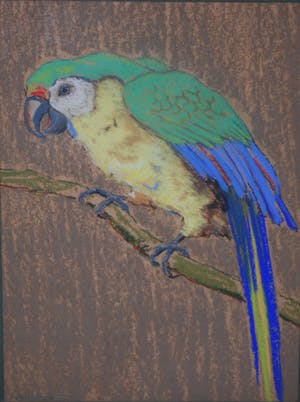 Hugo Berten - Papegaai - uit Berten's kunsthandel in Laren ca. 1930 kopen? Bied vanaf 110!