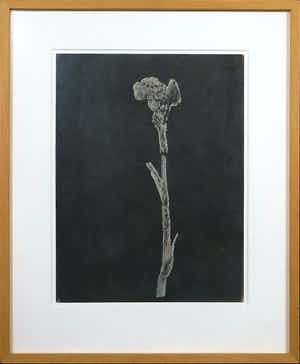Martin van Vreden - Lavazand op papier, While our specimens were still fresh- Ingelijst verkocht voor € 50!