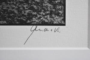 Ralph Janowski - Bomen kopen? Bied vanaf 1!