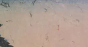 Utagawa Yoshimune - Houtsnede, Drieluik - Ingelijst kopen? Bied vanaf 100!