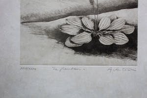 Annapia Antonini - ets: Le Fleur kopen? Bied vanaf 35!