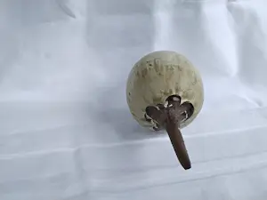 Iet Cool-Schoorl - Zaadbol kopen? Bied vanaf 50!