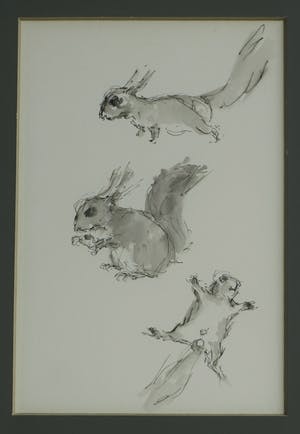 Niet of onleesbaar gesigneerd - Ingelijste pentekening en gewassen inkt , “Eekhoorn“ kopen? Bied vanaf 1!