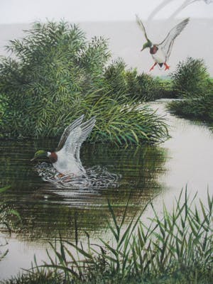 Ari Stolk - Invallende wilde eenden kopen? Bied vanaf 75!