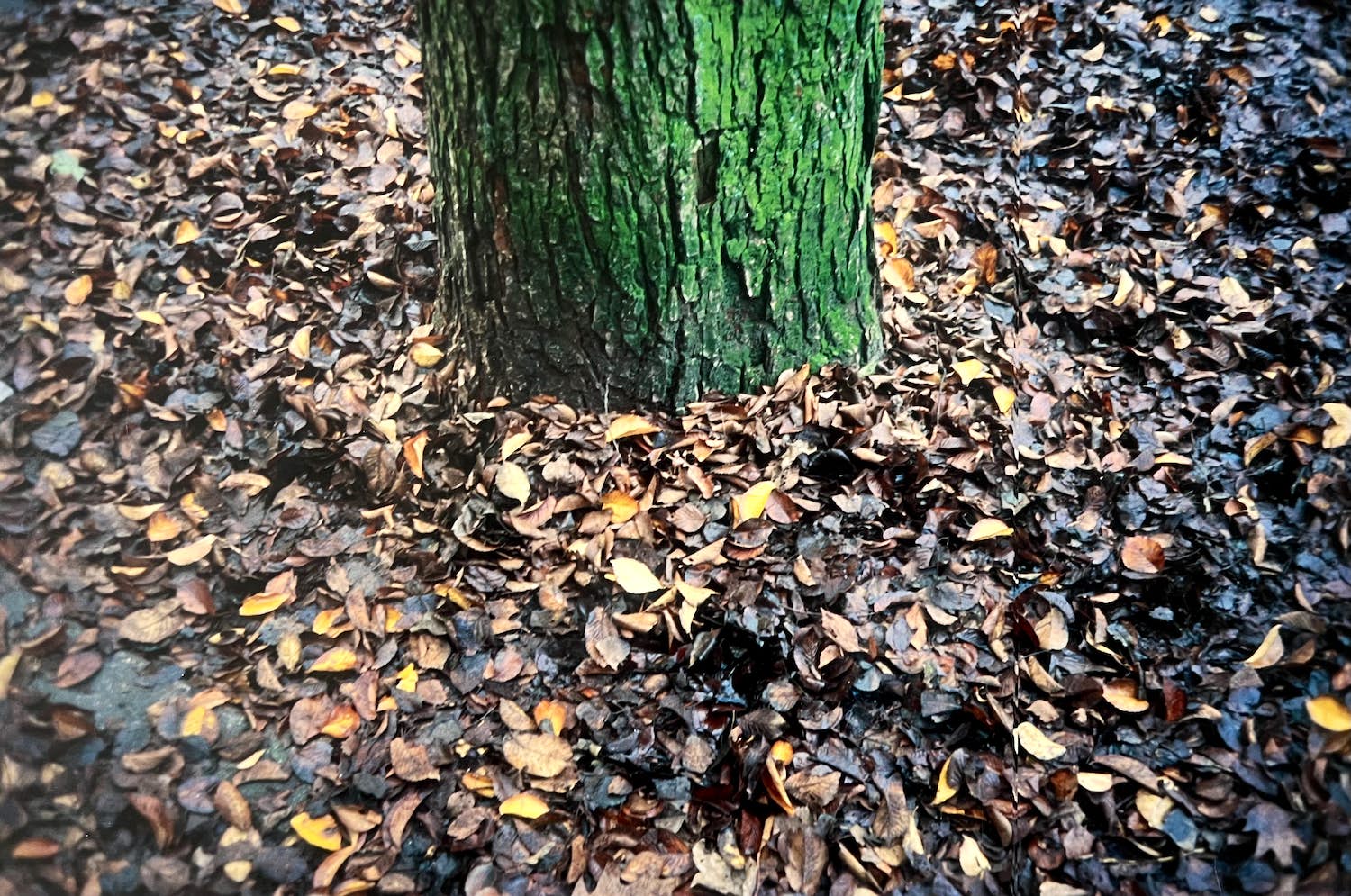 Elly Brethouwer - 'Boomstam met voet' kopen? Bied vanaf 1!