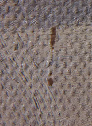 Niet of onleesbaar gesigneerd - Olieverf op doek, Zonder titel kopen? Bied vanaf 1!