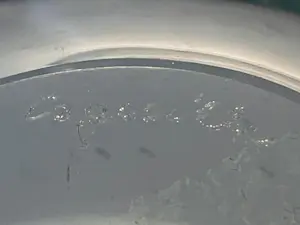 Paul Kedelv - Coquille kopen? Bied vanaf 69!