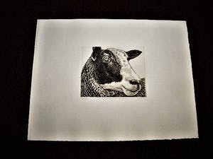 Han van Hagen - Ambachtelijk Graficus - Kleine oplage Ets - Zwartbles schaap - potloodgesigneerd kopen? Bied vanaf 30!