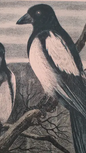 Willem Abraham Wassenaar - Eksters kopen? Bied vanaf 10!