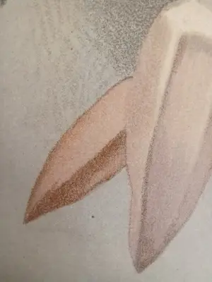 Henry George Moon - Originele Chromolithografie ‘Reichenbachia’ 1888 kopen? Bied vanaf 85!