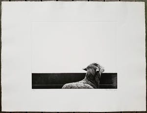 Rene Polak - Schaap, aquatint ets kopen? Bied vanaf 45!