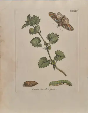 AcheterMaria Sybilla Merian - Nr. XXXIV "Lierre terestre fleuri"? Enchérissez de 150!