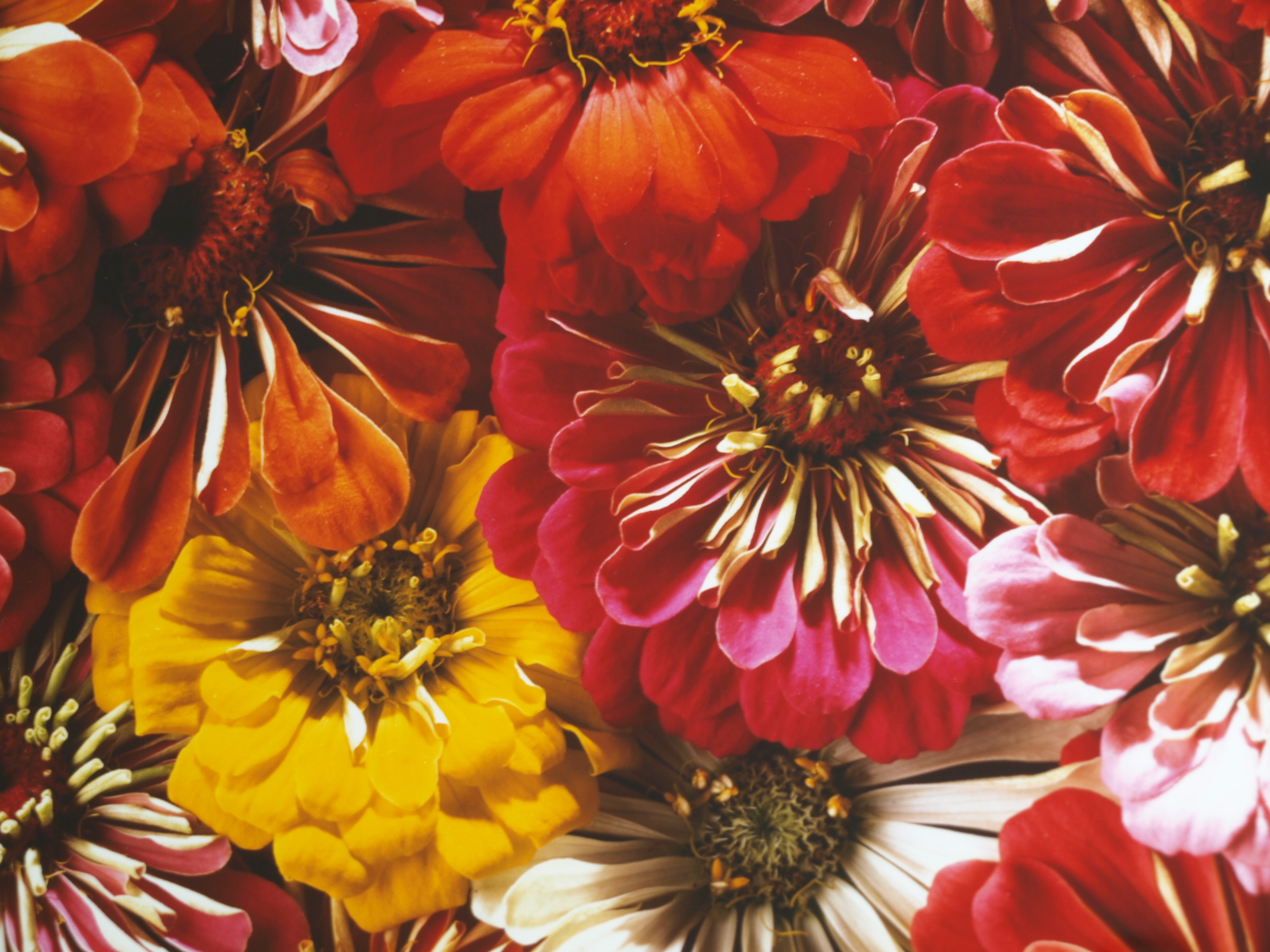 Paul Huf - Foto - Flowers – gesigneerd & ingelijst - 1984  kopen? Bied vanaf 125!