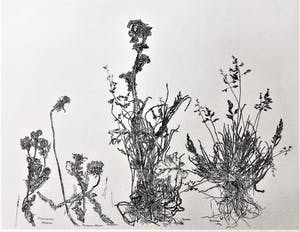 Simon Koene - Wilde planten met akkerdistel kopen? Bied vanaf 35!