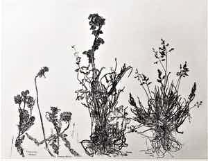 Simon Koene - Wilde planten met akkerdistel verkocht voor € 35!