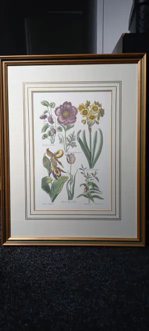 John Hill - Gravures van bloemen. kopen? Bied vanaf 100!