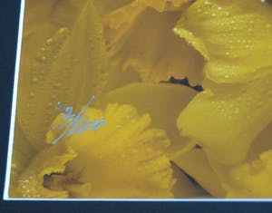 Paul Huf - Foto , Flowers : Gele Narcissen – gesigneerd & ingelijst - 1984 kopen? Bied vanaf 1!