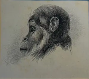 Theo van Hoytema - Chimpansee/De aap van Büttigofer kopen? Bied vanaf 30!