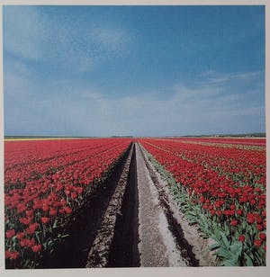 Ger Dekkers - tulip-fields, ditch and horizon Noordoostpolder 95/200 kopen? Bied vanaf 50!