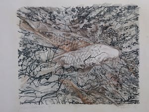 Lies Verdenius - Litho "Ten juan" Koikarpers oplage 7/9 kopen? Bied vanaf 35!