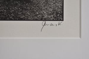 Ralph Janowski - Bomen kopen? Bied vanaf 1!