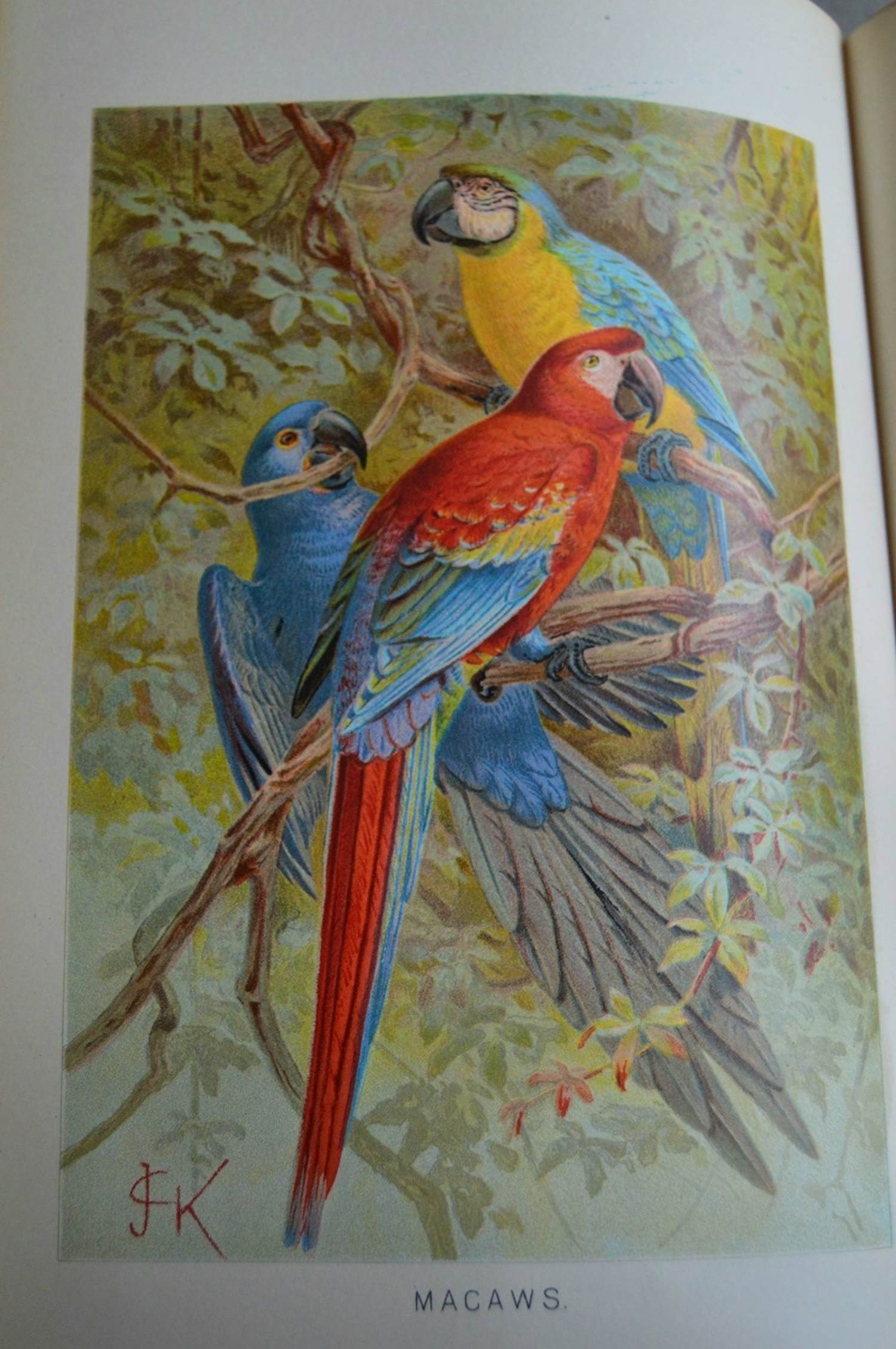 Antiquarisch Boek - The Royal Natural History (6 delen compleet) 1893 kopen? Bied vanaf 175!