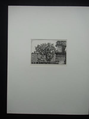 Anna Egter van Wissekerke - EUCALYPTUS PLANTEN kopen? Bied vanaf 30!