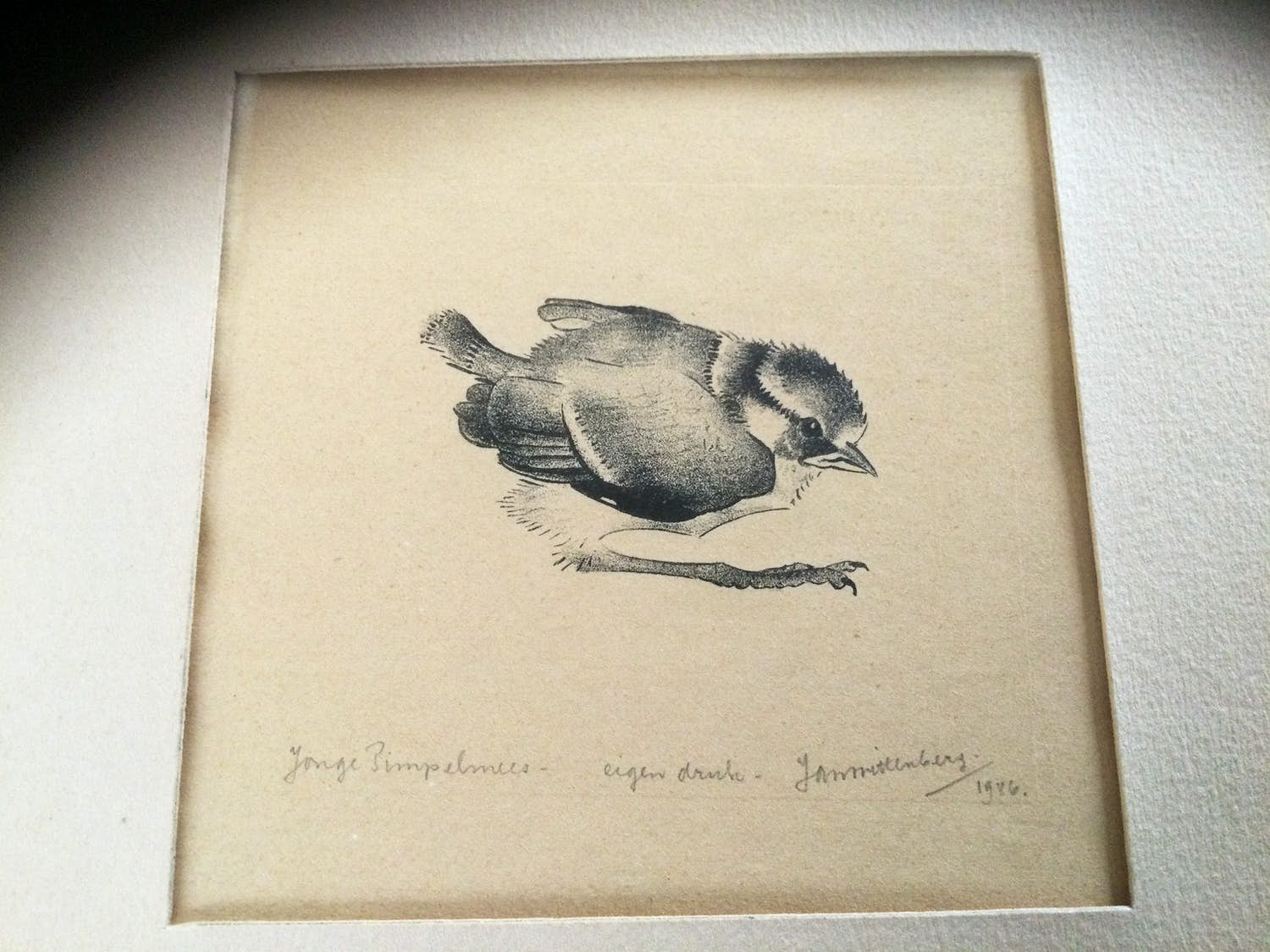 Jan Wittenberg - Jonge Pimpelmees kopen? Bied vanaf 150!