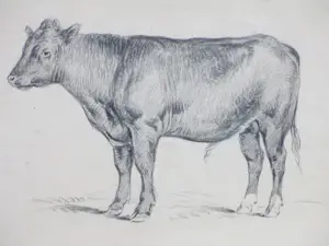 Frans Lebret - Stier - tekening kopen? Bied vanaf 45!