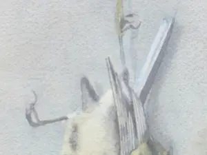 Marie van der Harst - Dode mees - Aquarel kopen? Bied vanaf 100!