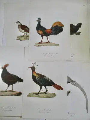 Niet of onleesbaar gesigneerd - 19 diverse vogelvoorstellingen kopen? Bied vanaf 1!