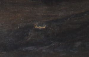 Chris Hammes - De Schemering kopen? Bied vanaf 50!