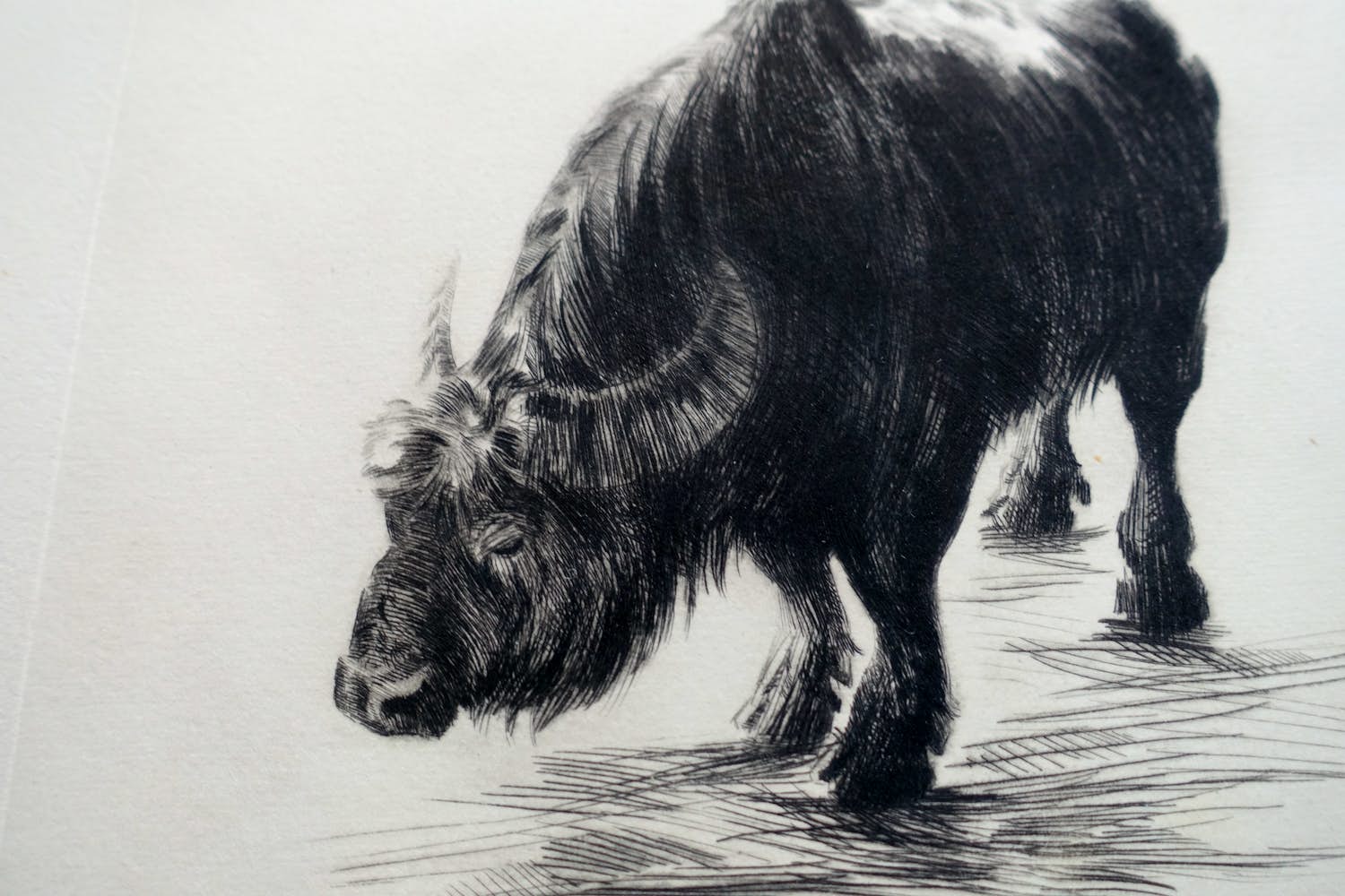 Dick Stolwijk - BUFFEL verkocht voor € 60!