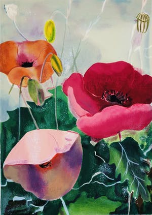 Marjan Jaspers - Klaprozen kopen? Bied vanaf 85!