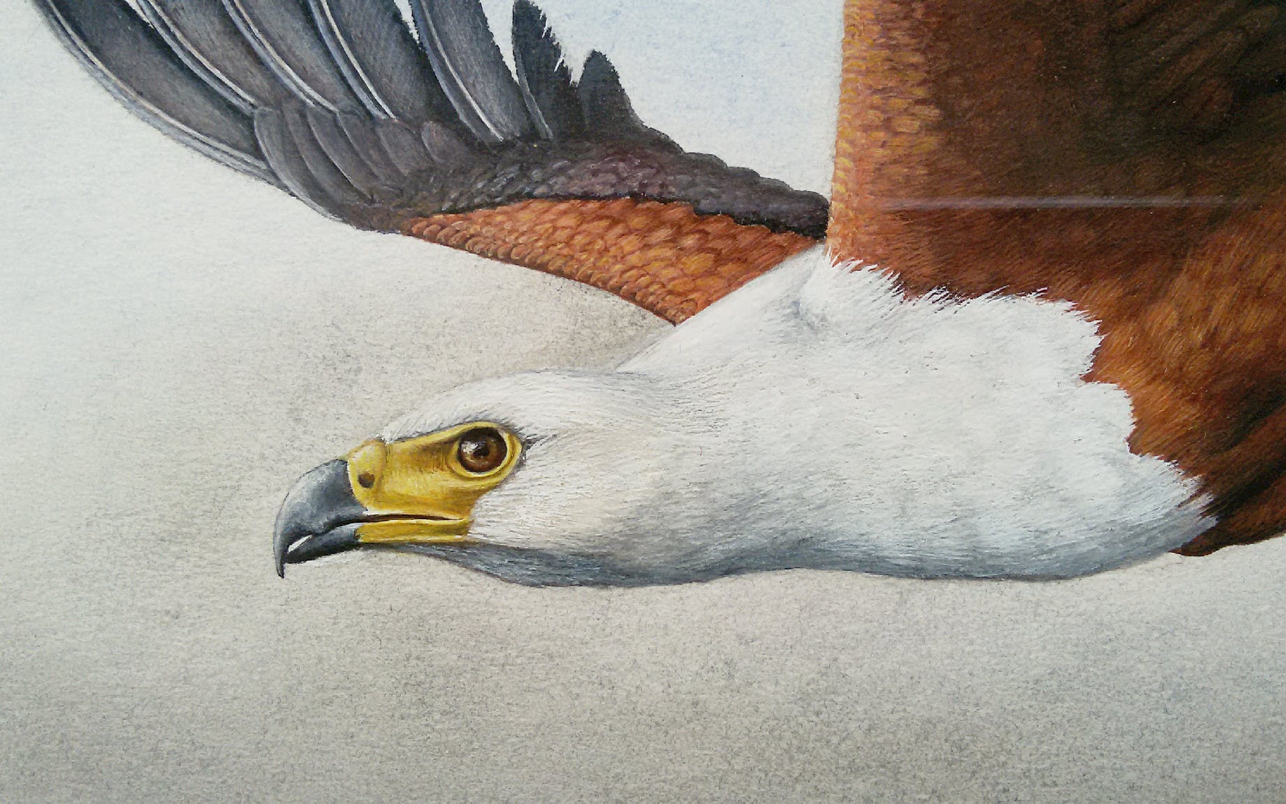 Niet of onleesbaar gesigneerd - Afrikaanse zeearend, gemengde techniek (mooi ingelijst) kopen? Bied vanaf 1!