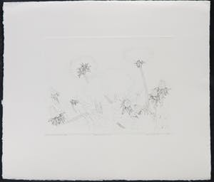 Jan van Winkel - Ets, Paardebloemen kopen? Bied vanaf 10!