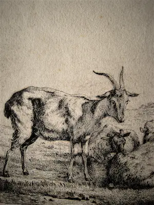 Niet of onleesbaar gesigneerd - Magnifieke 17e eeuwse (1680) Ets "Schappen en Bokken" niet ingelijst kopen? Bied vanaf 1!