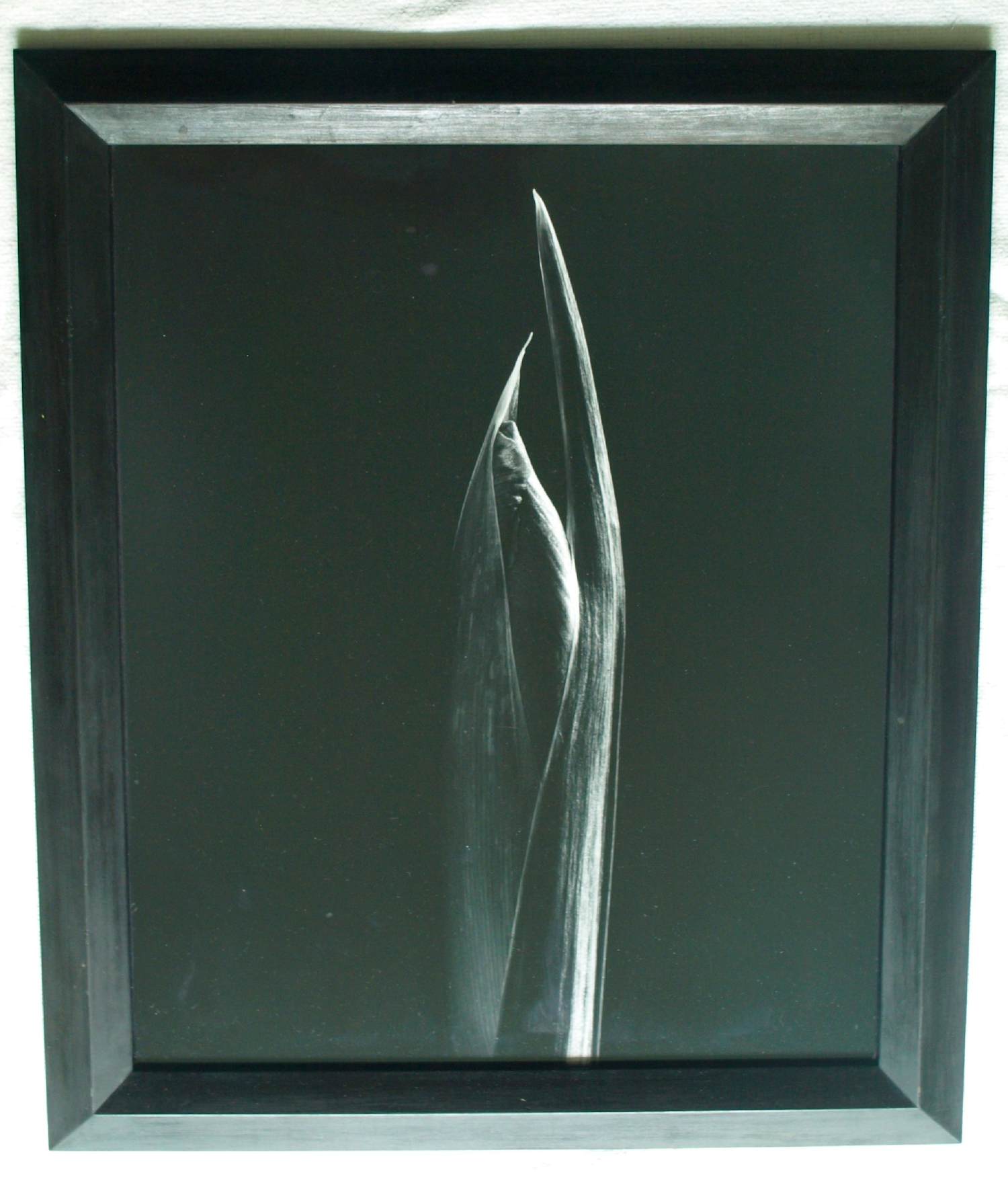 Jasper Wiedeman - Ingelijste foto , barietprint , Gladiool – 1993 - Lijst, 66 x 56 cm. kopen? Bied vanaf 125!