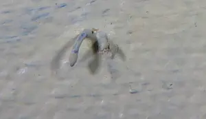 Cobi Nieuwstad - Acryl op doek, Tuin 3 kopen? Bied vanaf 60!