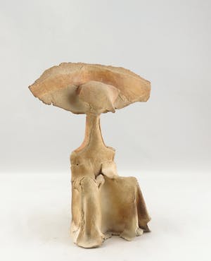 Niet of onleesbaar gesigneerd - Brons, keramiek, steen en hout, Lot van 4 sculpturen kopen? Bied vanaf 10!