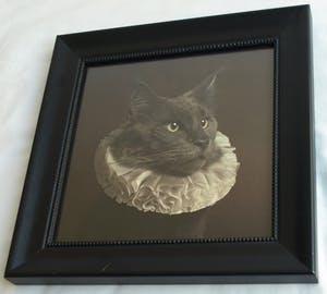 Marie Cecile Thijs - Ingelijste foto uit de serie 'White Collar', Cat with White Collar IV - 2013 kopen? Bied vanaf 1500!