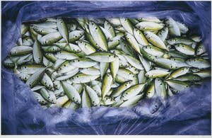 Mark Verdoes - Giclée, Visjes - Ingelijst (Groot) kopen? Bied vanaf 1!