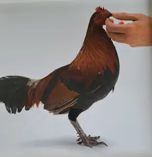 Koen Vanmechelen - Louisiana (Feeding chicken) kopen? Bied vanaf 495!