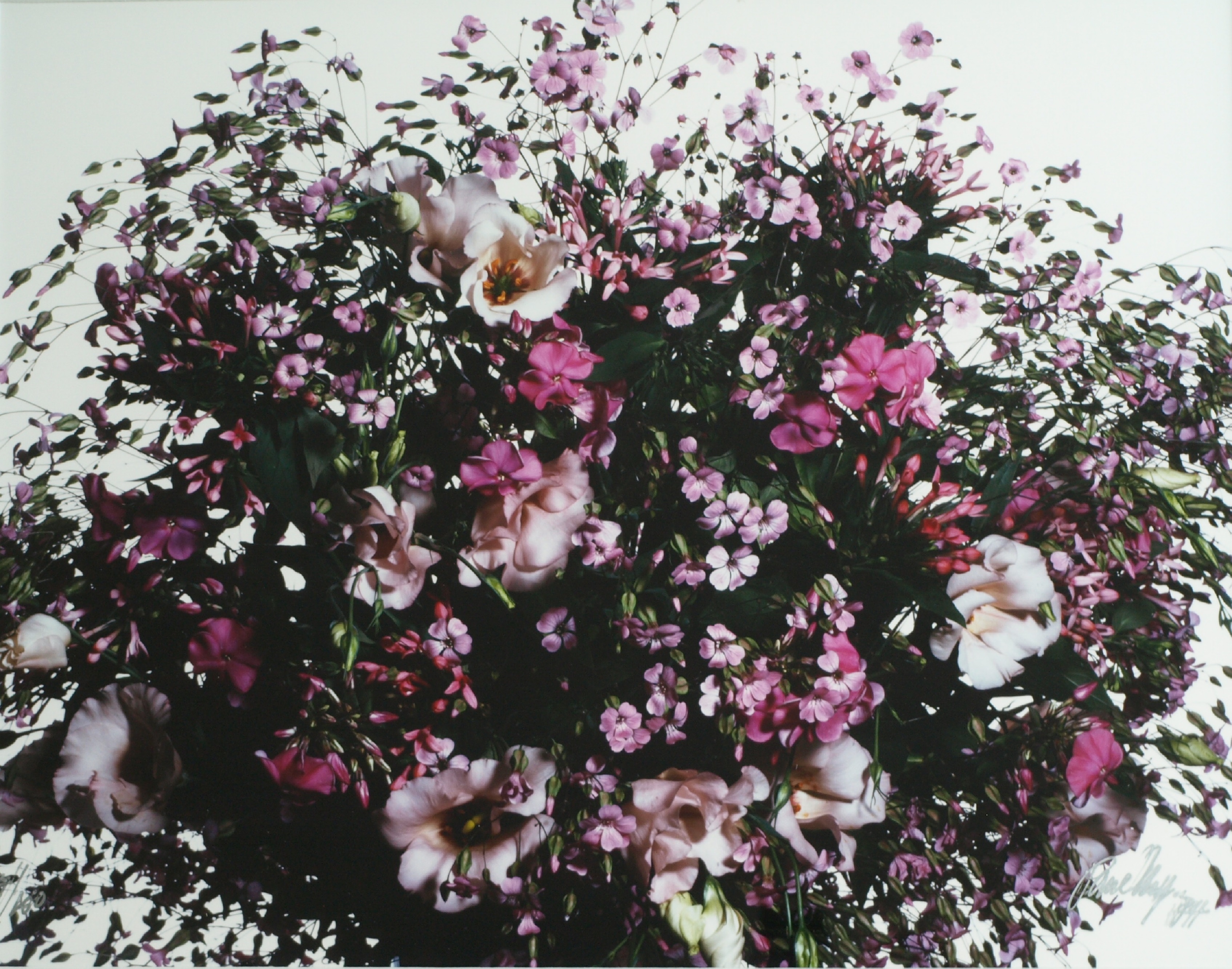 Paul Huf - Foto - Flowers – gesigneerd & ingelijst - 1984  verkocht voor € 75!