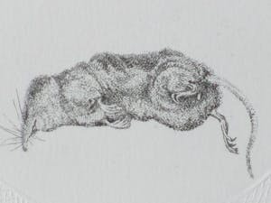 Gerard van Rooy - Spitsmuisjes - Ets met reliëfdruk kopen? Bied vanaf 65!