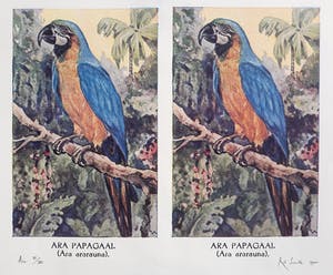 Rob Scholte - Ara, offset/zeefdruk kopen? Bied vanaf 110!