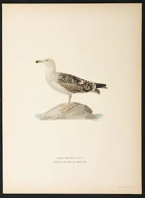 Wilhelm von Wright - Litho, Larus Marinus, uit Svenska foglar (...) kopen? Bied vanaf 20!