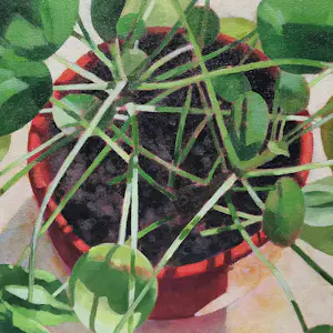 Willem Visser - Pannenkoekplant in rode pot kopen? Bied vanaf 160!