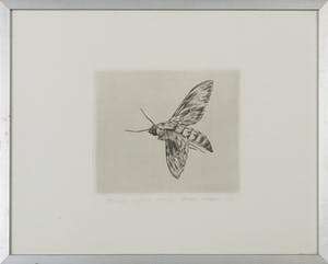 Dick Stolwijk - Ets, Motvlinder - Ingelijst kopen? Bied vanaf 35!
